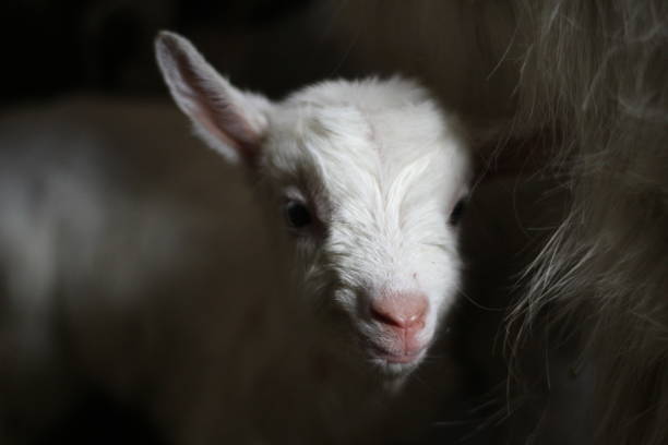 istock Just born a little goat 1138669258
