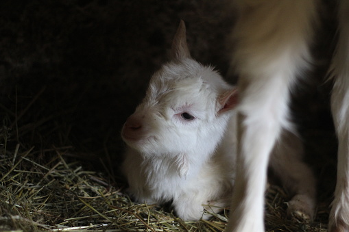 little goat baby