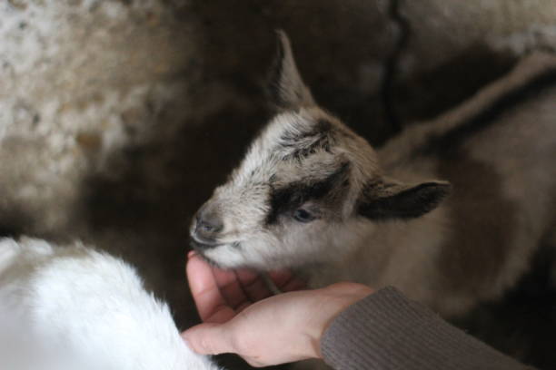 istock Just born a little goat 1138669359