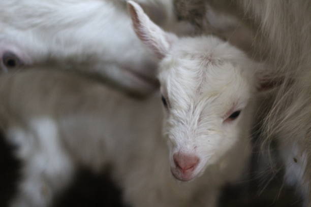 istock Just born a little goat 1138669466