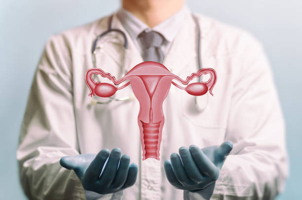 Concept of a healthy female reproductive system. Image of a doctor in a white coat and model of the reproductive system of women above his hands. Concept of a healthy female reproductive system. cervix photos stock pictures, royalty-free photos & images