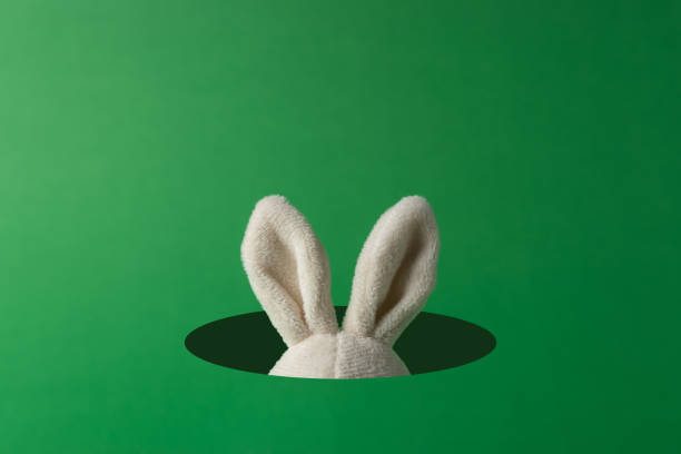 Easter bunny ears peeking out from hole on green background. Minimal Easter concept.