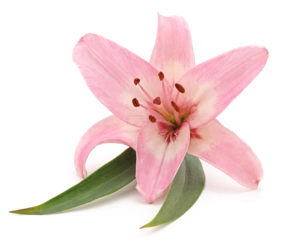 istock Pink lily with leaves. 1138670993