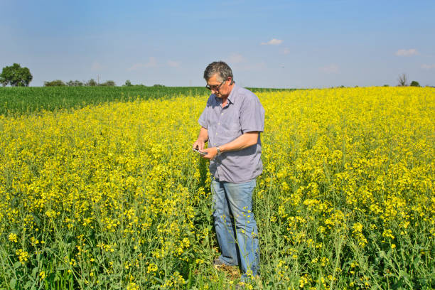 istock Agronomist inspecting quality of canola field 1138671111