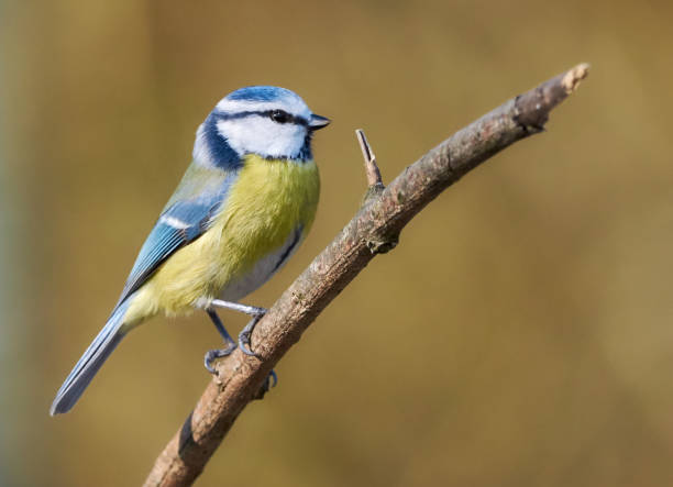 istock One blue tit sitting on a branch in nature (parus caeruleus) 1138671359