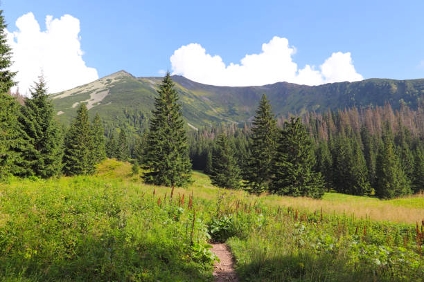 istock A hiking trail and evergreen coniferous trees in the mountains. 1138671397