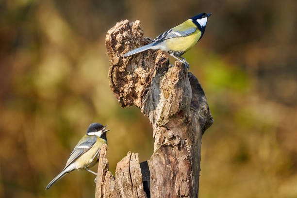istock Two great tits sitting on a dead tree trunk in nature - Parus major 1138671468