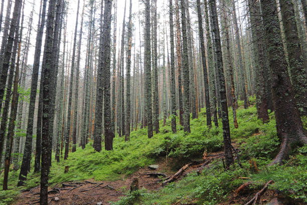 istock Forest after the rain. Trees covered with moss. 1138671469