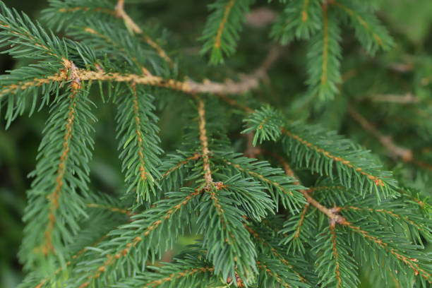 istock A branch of evergreen coniferous tree. 1138671504