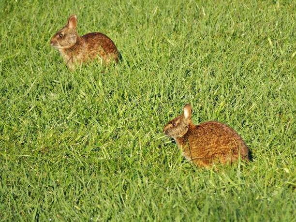 istock Marsh Rabbits (Sylvilagus palustris) resting on the grass in the Florida wetlands 1138671845