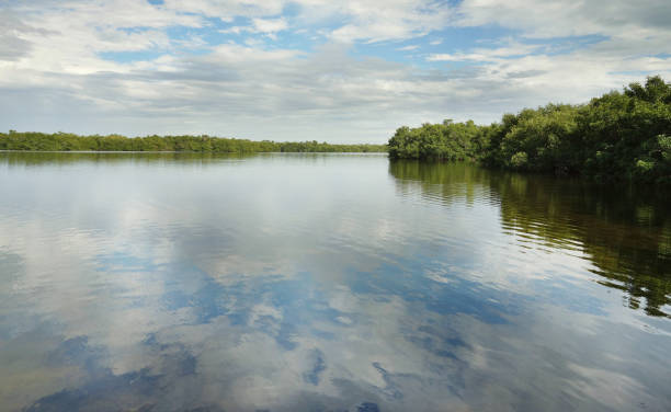 istock Sanibel Island nature 1138671919