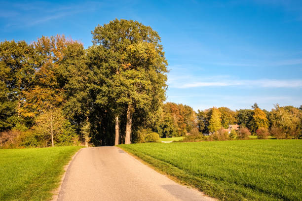 This small tarmac road leads through green fields, dense forests and along farms located at the Tankenberg (near the city of Oldenzaal) on a sunny october day but sun is setting.  This is a typical Dutch landscape