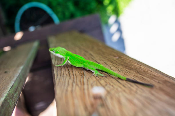 istock Carolina Anole Lizard crawling on wood plank 1138673111