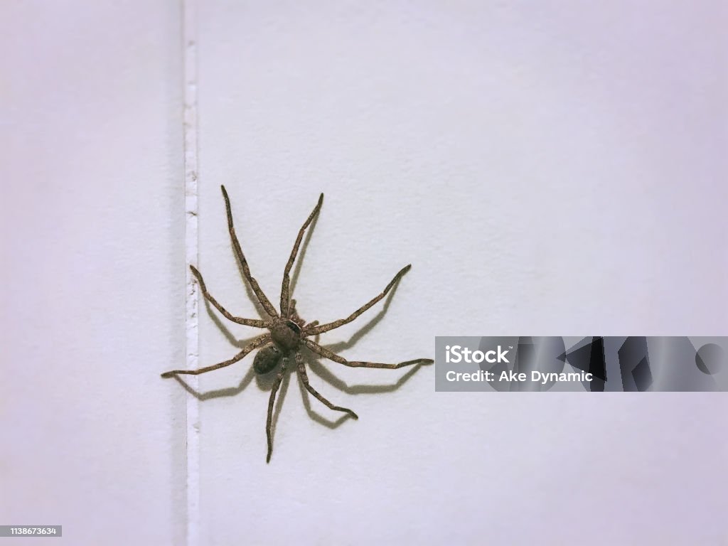 Cận Cảnh Một Con Nhện Nhỏ Trên Tường Lát Gạch Hình ảnh Sẵn có ...
