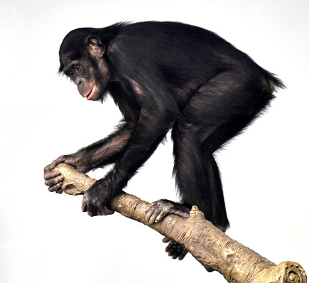 Young Male Bonobo photo