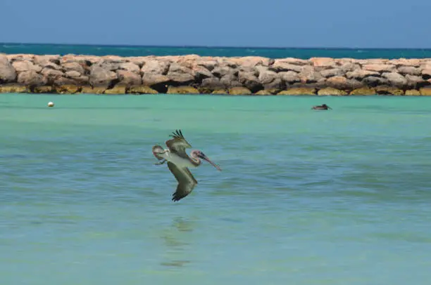 Brown pelican flying down into the water