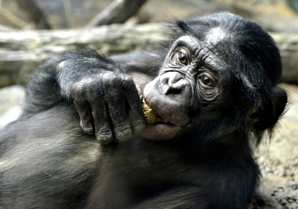 istock Young Male Bonobo 1138674629