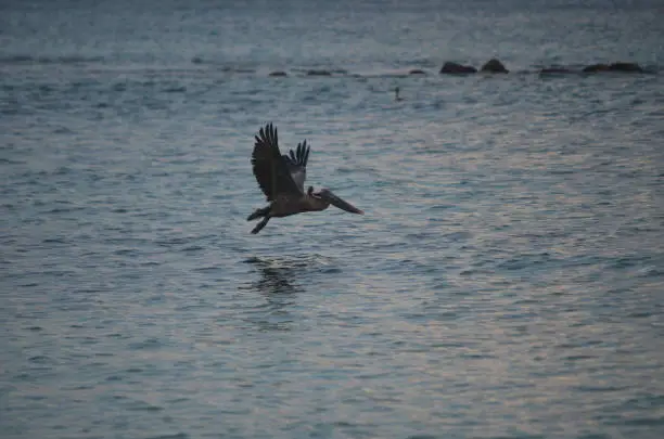 Large pelican flying low next to the ocean