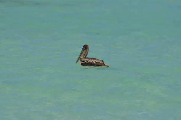 Stunning wild pelican floating in the water