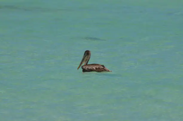 Pretty brown pelican floating in Aruba