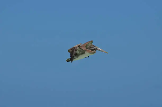 Large beaked pelican glidding through the sky
