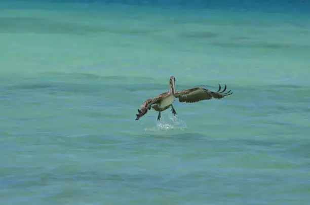 Brown pelican begining to fly from being in the waters