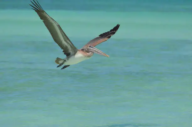 Pretty pelican with its wings open wide while it flies