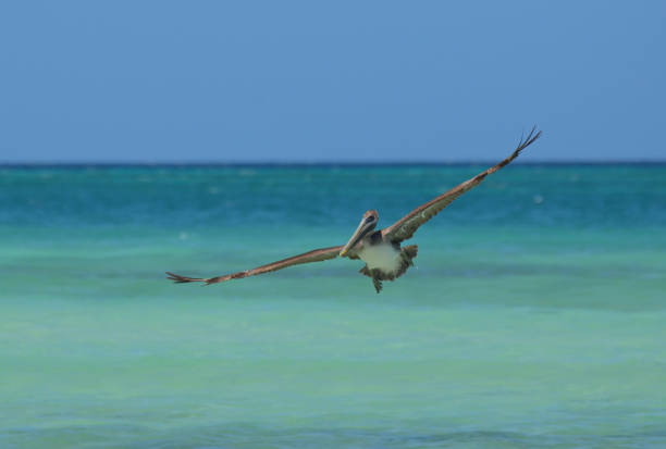 istock Pelican in Flight with Wings Extended. 1138674710