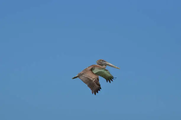 Beautiful wild pelican flying through the bright blue skies