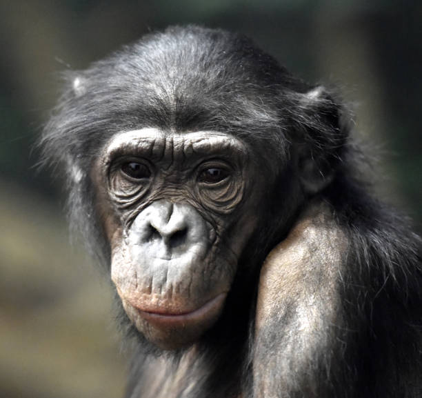 A wild Endangered  (IUCN 3.1) African chimpanzee is seen sitting on a tree limb.  The great Ape is looking at its forearm.  The wild animal appears to be concentrating.  The entire animal can be seen in sharp focus in this photo.