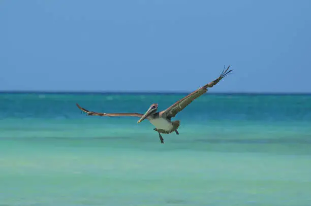 Beautiful wild pelican flying over the blue waters in Aruba