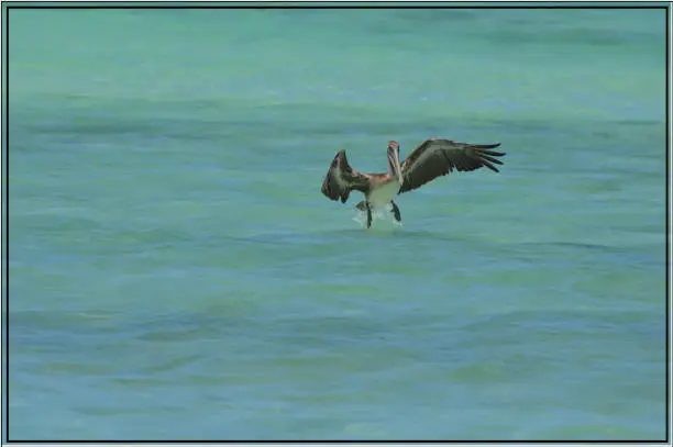 Pretty action shot of a pelican landing on the waters