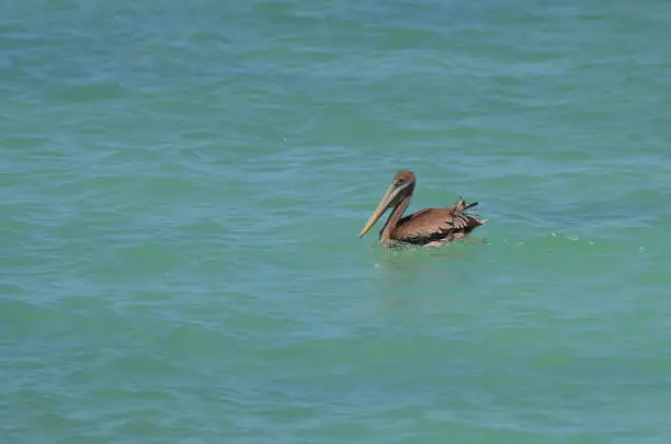 Pretty brown pelican swimming in the blue waters