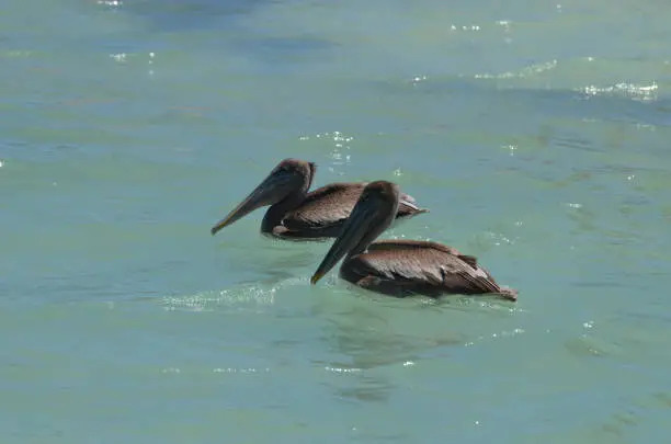 Adorable pair of pelicans floating with one another
