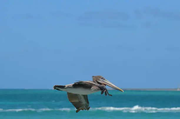 Beautiful wild pelican flying around in the carribean