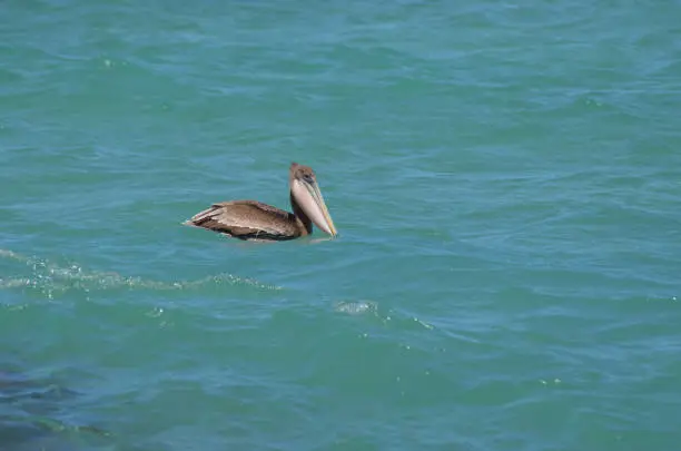 Adorable brown pelican floating in the warm waters in aruba