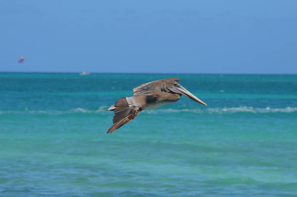 istock Pelican in Flight with Wings Extended. 1138674896