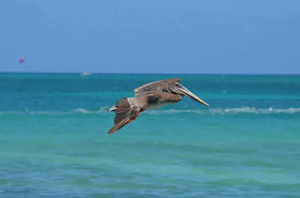 Adorable brown pelican flying over the carribean waters