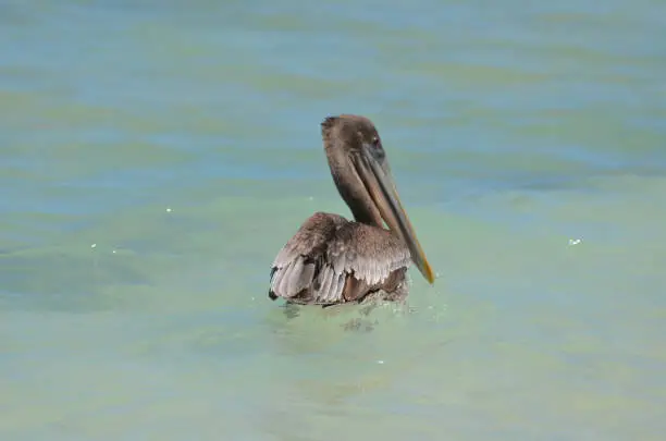 Pretty dark brown pelican floating in the water