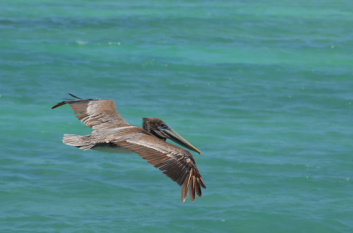 Pretty pelican flying over the blue waters in the carribean