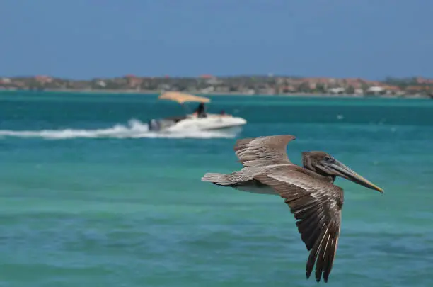 Brown pelican flying over the water with a boat in the background