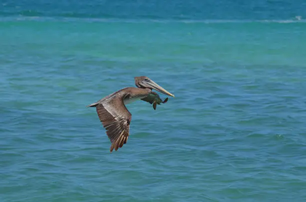 Wild fowl flying over the blue waters in aruba
