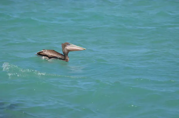 Awesome photo of a wild pelican floating in aruba
