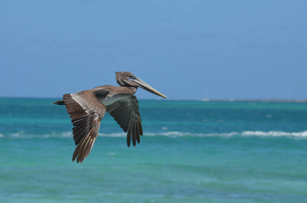 istock Pelican in Flight with Wings Extended. 1138675031