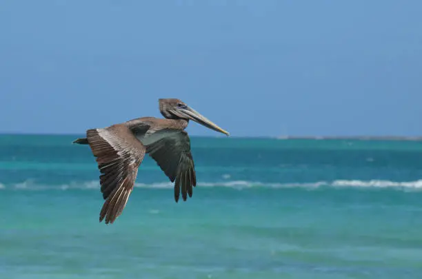 Adorable wild pelican flying through the warm carribean air