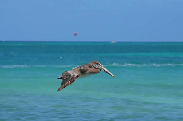 Beautiful wild pelican flying over the aruban waters