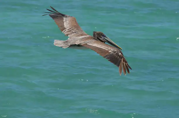 Stunning action shot of a pelican with large wings flying