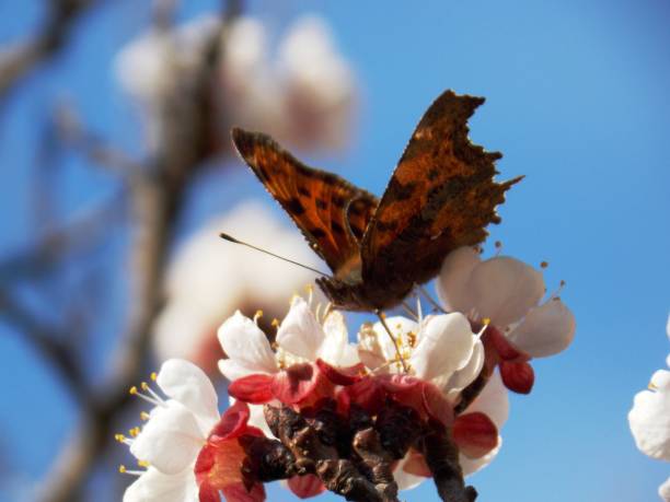 istock butterfly on apricot blossom 1138675225