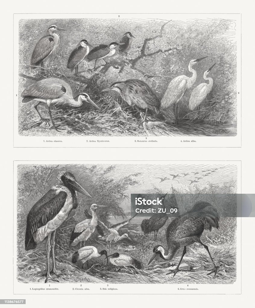 Shorebirds (Charadriiformes), wood engravings, published in 1897 Shorebirds (Charadriiformes), top: 1) Grey heron (Ardea cinerea); 2) Black-crowned night heron (Nycticorax nycticorax, or Ardea Nycticorax); 3) Eurasian bittern (Botaurus stellaris); 4) Great egret (Ardea alba). Bottom: 1) Marabou stork (Leptoptilos crumeniferus, or Leptoptilus crumenifer); 2) White stork (Ciconia alba, top); 3) African sacred ibis (Threskiornis aethiopicus, or Ibis religiosa, bottom); 4) Eurasian crane (Grus grus, or Grus communis). Wood engravings, published in 1897. Crane - Bird stock illustration