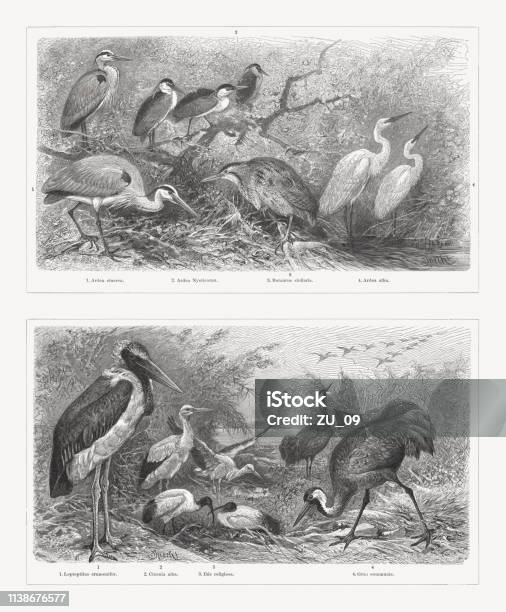 Shorebirds Wood Engravings Published In 1897 Stock Illustration - Download Image Now